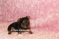 Bloxie-both parents are <5 lbs., a female Yorkshire Terrier for sale in Macon, GA – 7 of 9