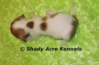 Long Coat Yang, a male Miniature Dachshund for sale in Macon, GA – 2 of 7