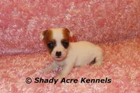 Anagi, a female Jack Russell Terrier for sale in Macon, GA – 6 of 9