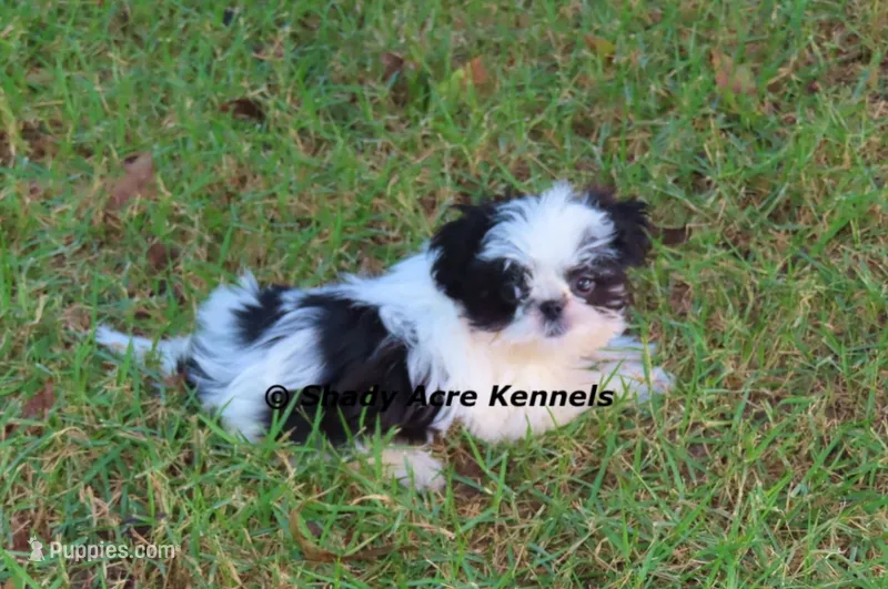 Teeny 3.5 lb Pimela – Shih Tzu puppy for sale in Macon, GA