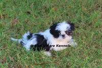 Pimela--5-6 lb grown, a female Shih Tzu for sale in Macon, GA – 2 of 8