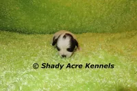 Macaroni, a male Shichon for sale in Macon, GA – 4 of 7