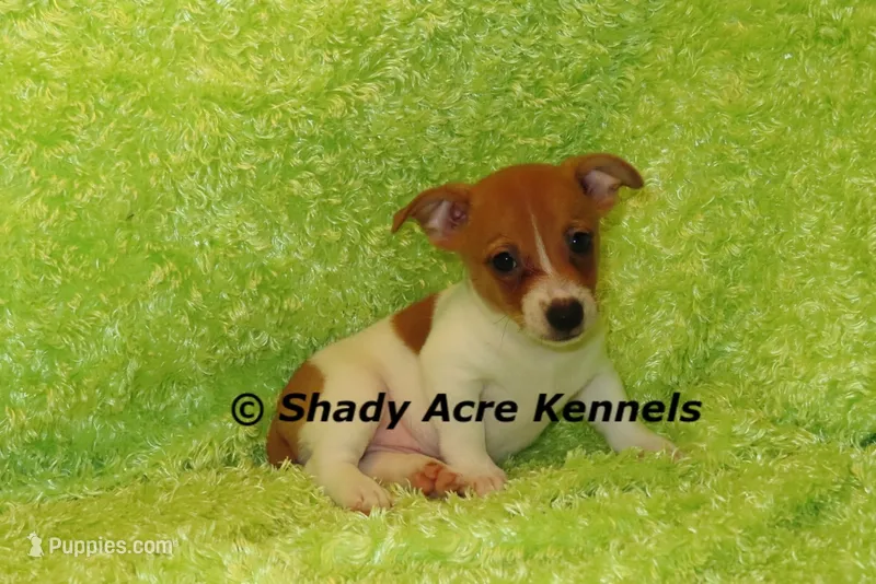 Shorty Giuliano – Jack Russell Terrier puppy for sale in Macon, GA