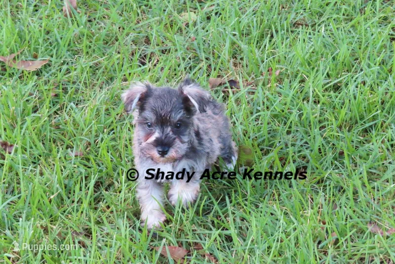Esdras--smaller than average – Miniature Schnauzer puppy for sale in Macon, GA