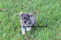 Esdras--smaller than average, a male Miniature Schnauzer for sale in Macon, GA – 3 of 10