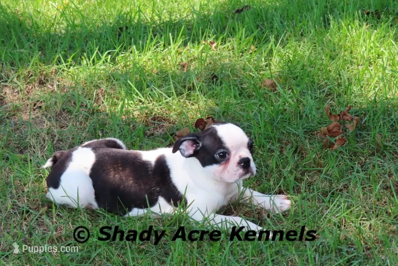 Indy--Splash with a Haggerty Spot – Boston Terrier puppy for sale in Macon, GA