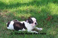 Indy--well behaved, happy, a male Boston Terrier for sale in Macon, GA – 2 of 10