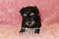 Maddie (AKC registerable), a female Havanese for sale in Macon, GA – 4 of 5