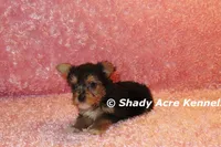 AKC Buffi, a female Yorkshire Terrier for sale in Macon, GA – 3 of 7