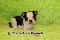 Indy--Splash with a Haggerty Spot, a male Boston Terrier for sale in Macon, GA – 8 of 10
