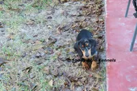 Dapple Yates-Parent pics too, a male Miniature Dachshund for sale in Macon, GA – 8 of 10