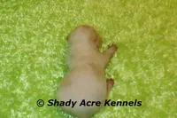 Smooth Shorty Chevy, a male Jack Russell Terrier for sale in Macon, GA – 6 of 7