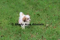 Girrett, a male Mal Shi for sale in Macon, GA – 10 of 10