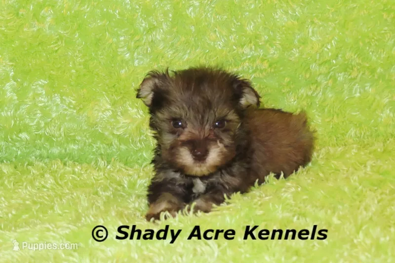 Eski--smaller than average – Miniature Schnauzer puppy for sale in Macon, GA