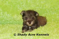 Eski, a male Miniature Schnauzer for sale in Macon, GA – 3 of 9