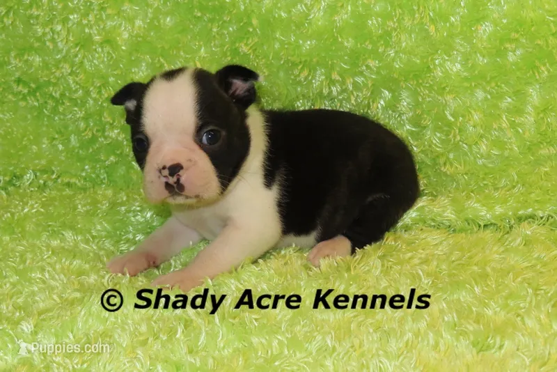 Index-with a Haggarty Spot – Boston Terrier puppy for sale in Macon, GA