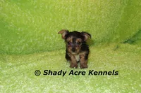 SeaBreeze--AKC reg available, a male Yorkshire Terrier for sale in Macon, GA – 5 of 8