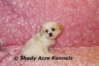 Disco-mature weight 8-10 lb, a female Mal Shi for sale in Macon, GA – 10 of 10