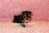 Buffi---AKC registerable, a female Yorkshire Terrier for sale in Macon, GA – 6 of 10
