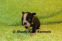 Mabo--ready to go 11-2, a male Boston Terrier for sale in Macon, GA – 2 of 7
