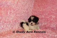 Maleen, a female Shichon for sale in Macon, GA – Photo 3 of 10