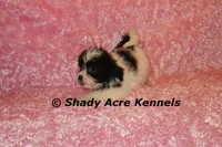 Maleen, a female Shichon for sale in Macon, GA – Photo 5 of 10