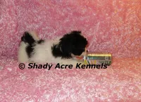 Maleen, a female Shichon for sale in Macon, GA – Photo 8 of 10