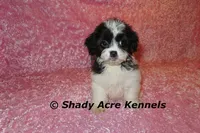 Maleen, a female Shichon for sale in Macon, GA – Photo 9 of 10