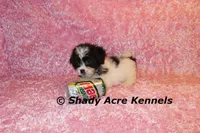Maleen, a female Shichon for sale in Macon, GA – Photo 1 of 10