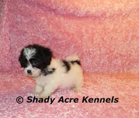 Maleen, a female Shichon for sale in Macon, GA – Photo 7 of 10