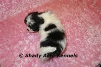 Maleen, a female Shichon for sale in Macon, GA – Photo 10 of 10