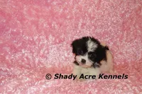 Maleen, a female Shichon for sale in Macon, GA – Photo 4 of 10