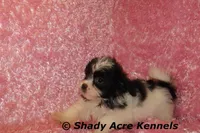 Maleen, a female Shichon for sale in Macon, GA – Photo 6 of 10