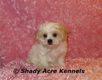 Disco-mature weight 8-10 lb, a female Mal Shi for sale in Macon, GA – 2 of 10