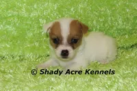 Shorty Android, a male Jack Russell Terrier for sale in Macon, GA – 6 of 8