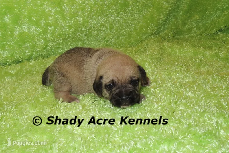 Bear – Puggle puppy for sale in Macon, GA