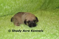 Bear, a male Puggle for sale in Macon, GA – 1 of 6