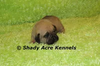 Bear, a male Puggle for sale in Macon, GA – 3 of 6