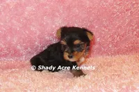 Buffi---AKC registerable, a female Yorkshire Terrier for sale in Macon, GA – 5 of 10
