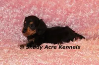 Long coat Lola--AKC registerable, a female Miniature Dachshund for sale in Macon, GA – 6 of 7