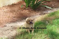 Bebby, a male Puggle for sale in Macon, GA – 1 of 10