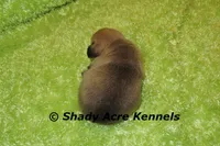 Bear, a male Puggle for sale in Macon, GA – 2 of 6