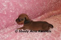 Bustine, a female Miniature Dachshund for sale in Macon, GA – 7 of 7