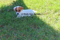 Short, Smooth Android--Parent pics too, a male Jack Russell Terrier for sale in Macon, GA – 6 of 9