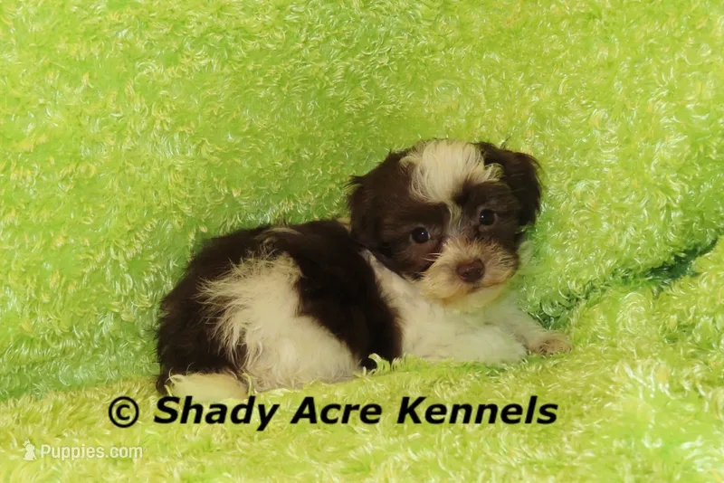 RobinHood – Havamalt puppy for sale in Macon, GA
