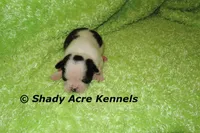 Splash with a Haggerty Spot, a male Miniature Goldendoodle for sale in Macon, GA – 3 of 5