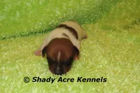 Smooth Shorty Chetan, a male Jack Russell Terrier for sale in Macon, GA – 4 of 5