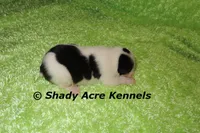 Splash with a Haggerty Spot, a male Miniature Goldendoodle for sale in Macon, GA – 2 of 5