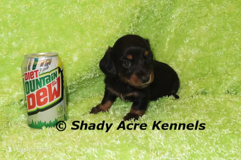 Long Coat Yam – Miniature Dachshund puppy for sale in Macon, GA