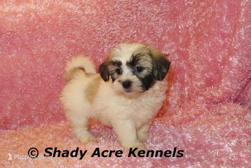 Mae – Shichon puppy for sale in Macon, GA